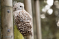 Ural Owl II. by Ravenith