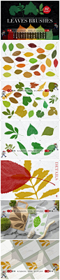 【20】单片植物树枫叶银杏叶落叶图形装饰图案PS印章笔刷ABR素材-淘宝网
