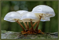 jelly mushrooms
