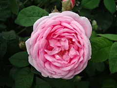 牡丹花高清摄影素材