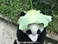 #咪咕分享# 戴着荷叶的大熊猫真的好乖萌啊，还给荷叶掏了两个洞露出耳朵，超可爱！ cr:logo ​​​​