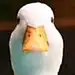 三di水