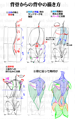 风の行者采集到A-绘画教程人体结构