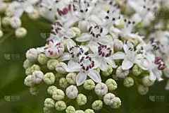 Sambucus ebulus