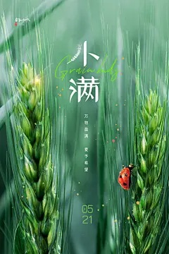 小满节气夏季夏日小麦稻田手机H5宣传海报