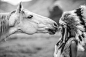 People 1920x1280 women model brunette long hair women outdoors monochrome animals horse headband Native American clothing feathers depth of field nature fur muzzles