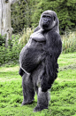 You Looking at Me - Taken at Port Lympne Zoo in Kent.