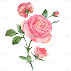 粉色的玫瑰花绿叶元素