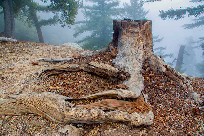 Foggy Tree Stump by ...