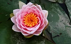 娇艳莲花电脑桌面高清壁纸桌面壁纸3