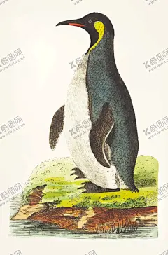 鸟类插画 【酷图网】鸟类,手绘鸟类,小鸟,绘画,鸟类插画,野生动物,黄鹂鸟,杜鹃鸟,保护动物,手绘小鸟,画眉鸟,鸽子,手绘,手绘插画,插画,蝴蝶,昆虫,蚱蜢,手绘蚱蜢,螳螂,手绘螳螂,手绘蝴蝶,手绘昆虫,动物世界,彩蝶,彩铅