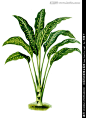 手绘植物