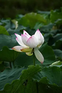 夏天夏季夏日荷花盛开荷叶莲蓬花卉壁纸美景图片下载