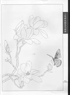 《工笔画线描动物画谱》之蝴蝶篇