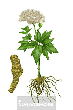 凉拌蔬菜采集到药品