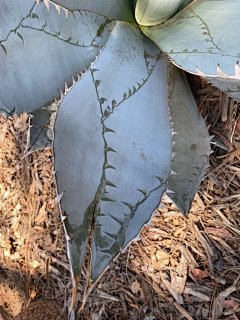 LockLee采集到植物 龙舌兰