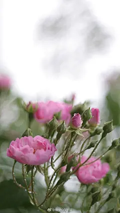 绘梦CG学院超话 #绘梦10天打卡营# 【今日主题：听雨】
卧听疏雨梧桐，雨余淡月朦胧。躺在床上听着外面的雨声，闭上眼睛，仿佛闻得到雨后草地那泥土的清新气息。那···下雨天留客天留我不留

从2月4日（立春）开始，@指尖糖 大大每天为大家准备一个打卡主题
根据主题进行绘画，然后发送 ​​​​...展开全文c
