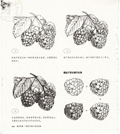 玉海园采集到线稿