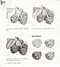 87种花卉线稿草图 花朵线稿 花草铅笔素描教程 XD019