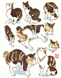 海岛千本 的 猫咪 ​​​​