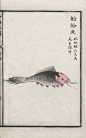 鮯鮯之鱼