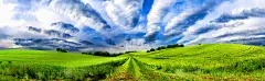 田园诗般的绿色田野和云景全景