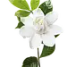 png花瓣 花朵 花枝素材