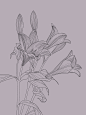 百合线描