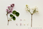 华北紫丁香，木犀科。和白色花的白丁香