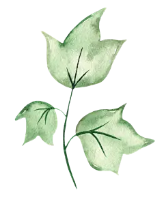 手绘水彩木棉花花卉植物透明背景免扣PNG图案 手账PS (28)