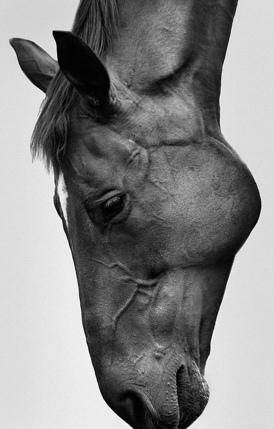 The Horse - Sarah Mc...