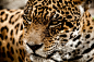 深邃犀利的美洲豹眼神摄影高清图片