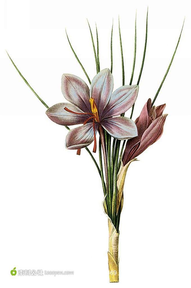 国外手绘植物花朵素材