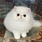 网友家白色的波斯，这也太好看了吧！小公主一样的小猫咪！！ ​​​​