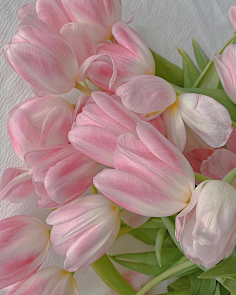 采集烟九墨采集到花花fiorephoto.weibo.