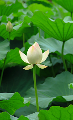 雨中的背影采集到那些花儿