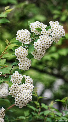 部萨玛采集到花