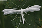 白羽蛾（Pterophorus pentadactyla）