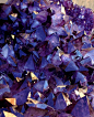 Blue Purple Red: Amethyst Crystals | Krystal Power!
