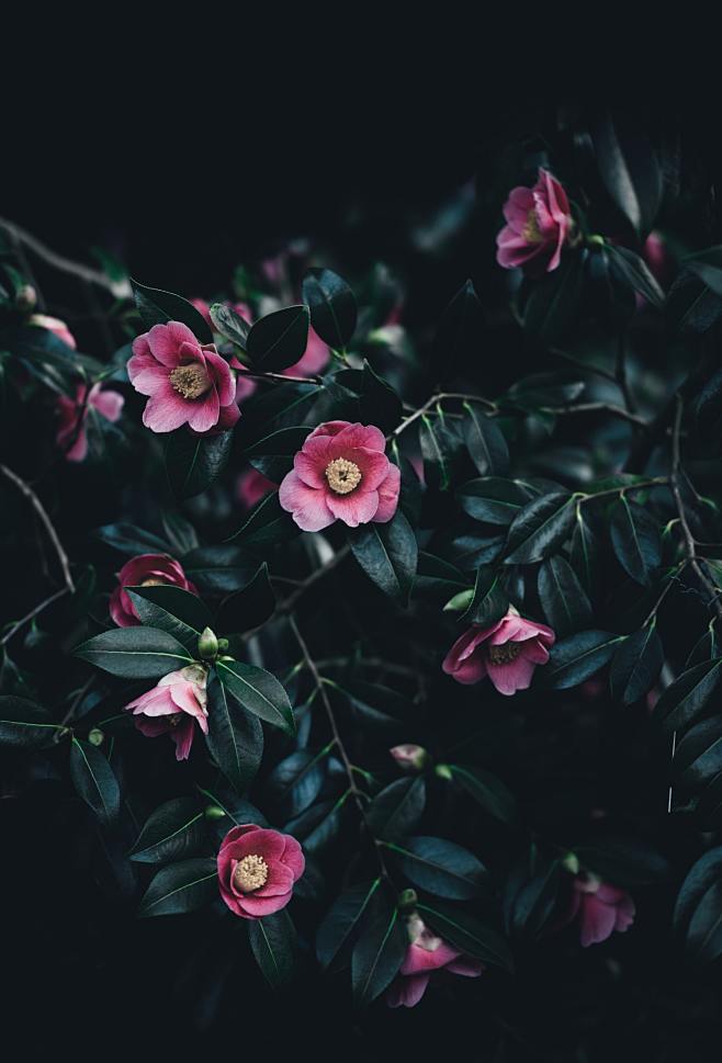 Small pink camellia ...