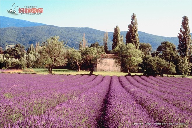 薰衣草图片素材