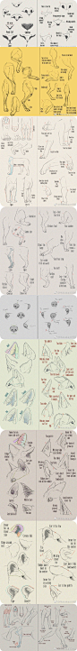 一些动物的耳朵、腿、鼻子等的画法（by Anti-Dark-Heart） ​​​​