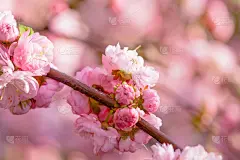 一种开花李子或三叶李在日落时开的粉红色的花
