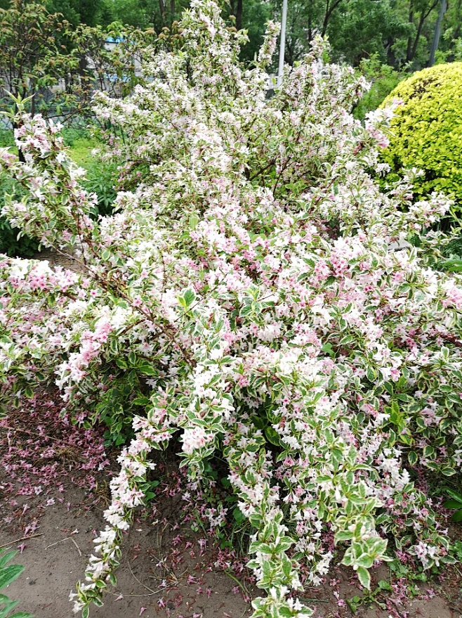 花叶锦带-花瓣网