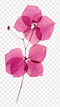 PNG Real Pressed a bougainvillea flower petal plant leaf