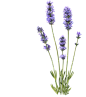 植物词汇-沙棘