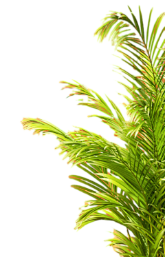 K-TWELVE采集到植物