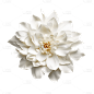 白色花朵花瓣