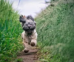 点击来源直接获取大图文件 |A small and hairy dog running very fast through a grassy field with ears and hair flying with copy space