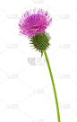 蓟花枝孤立白色